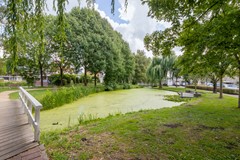 Vrouwenmantel 81  Schoonhoven 073.jpg